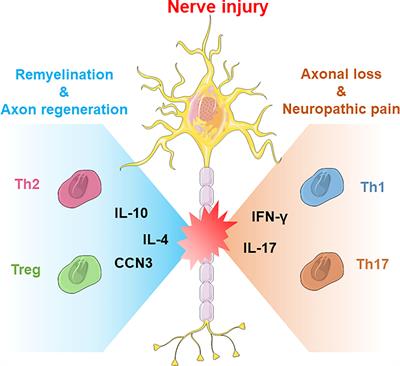 Regenerative Role of T Cells in Nerve Repair and Functional Recovery